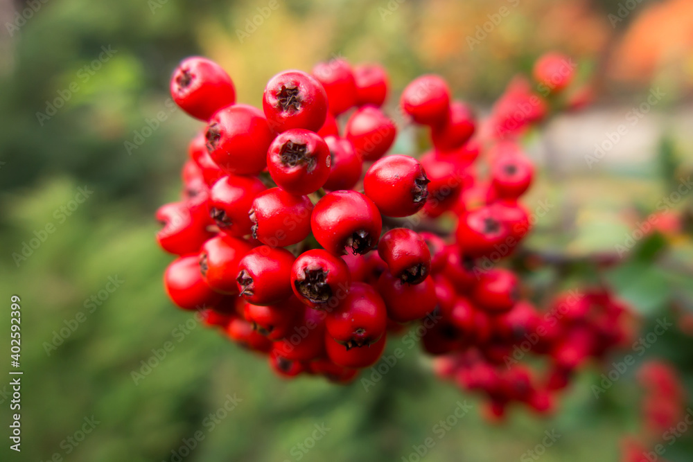 Red ripe wild hawthorn berries