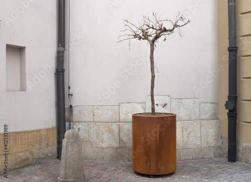A withered tree in a large pot on the street against a white wall © Natalia