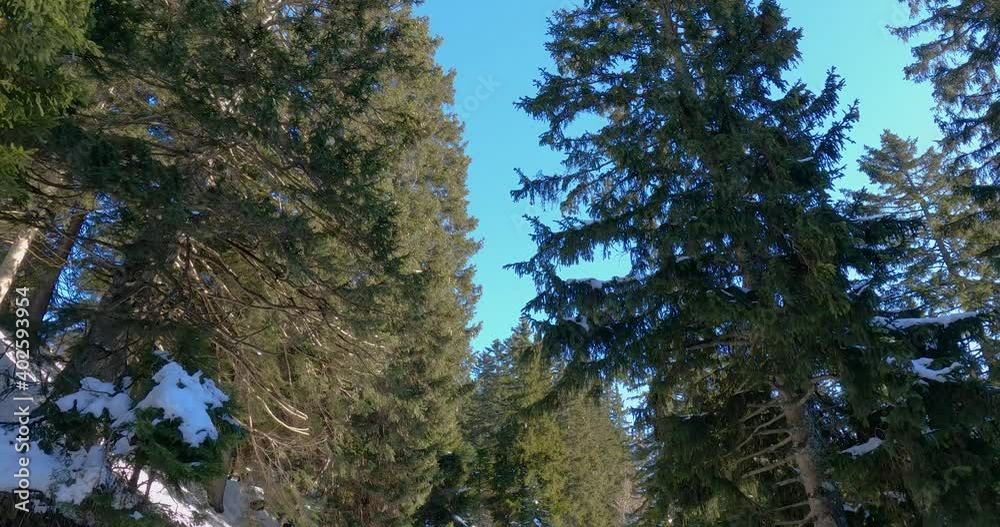Walking under huge trees under blue sky. Looking up to spruce canopy. Snow covering landscape in winter season. Forward moving, wide angle Walking under huge trees under blue sky. Looking up to spruce canopy. Snow covering landscape in winter season. Forward moving, wide angle