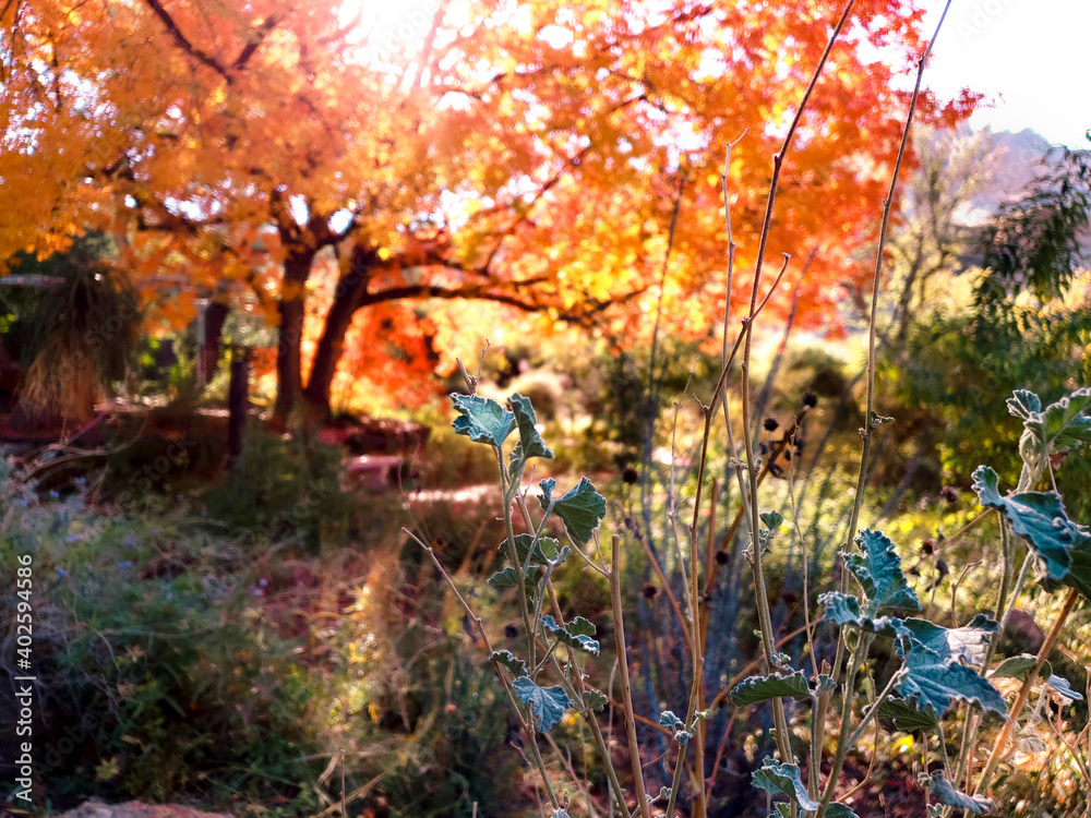 Hopeful Bright Orange Fall Tree with Cool Tone Plants Hopeful Bright Orange Fall Tree with Cool Tone Plants