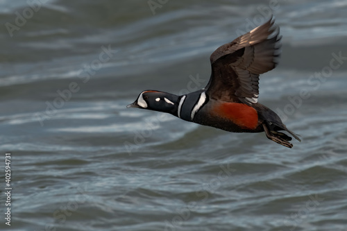 Adult male Harlequin Duck Histrionicus histrionicus along the Atlantic Coast in New Jersey, USA