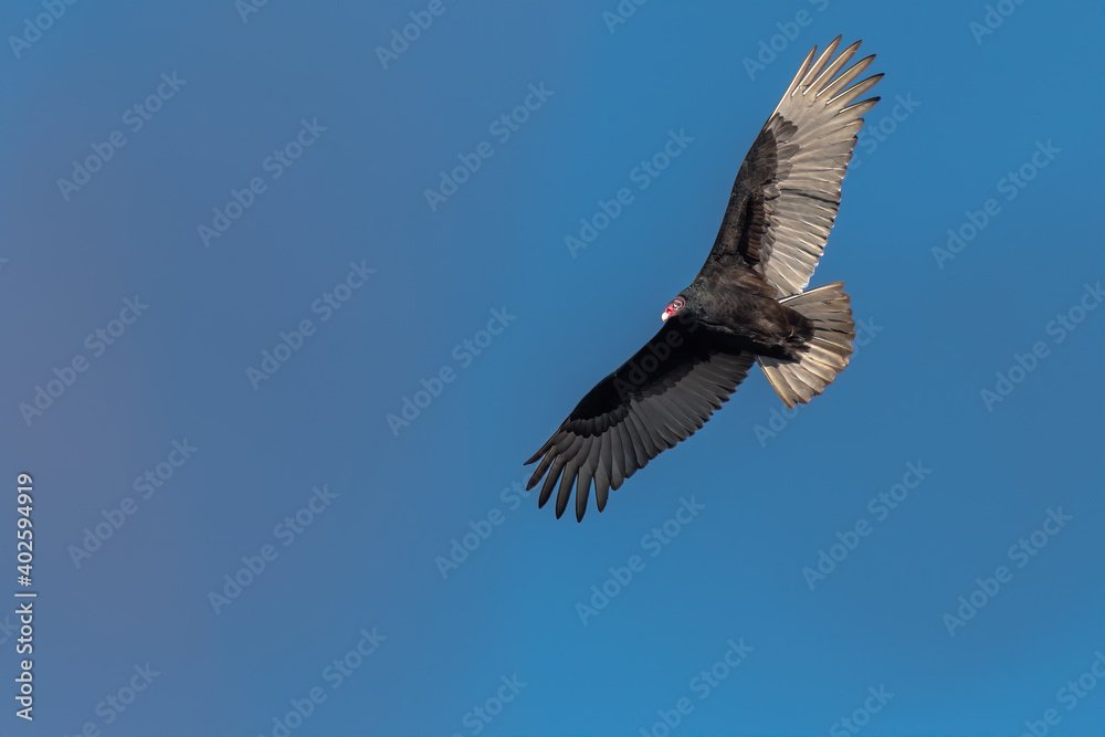 Adult Turkey Vulture soaring against a clear blue sky Adult Turkey Vulture soaring against a clear blue sky