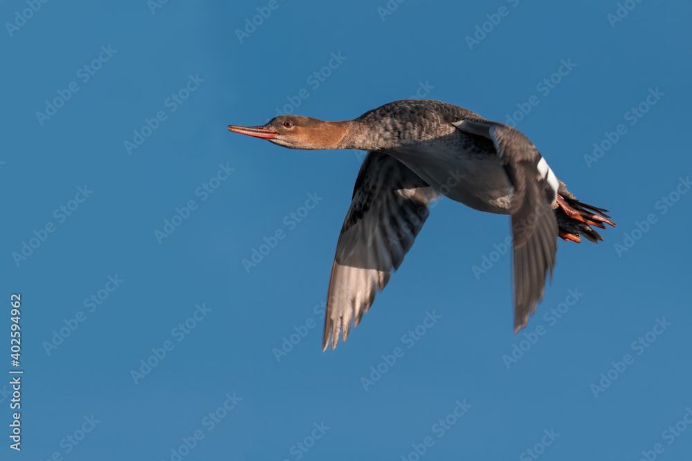 Fototapeta premium common merganser flying over water