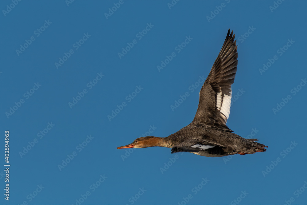 Obraz premium common merganser flying over water
