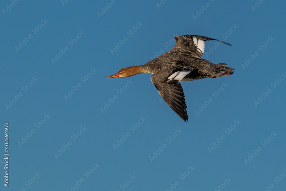Obraz premium common merganser flying over water