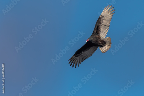 Adult Turkey Vulture soaring against a clear blue sky © jgorzynik