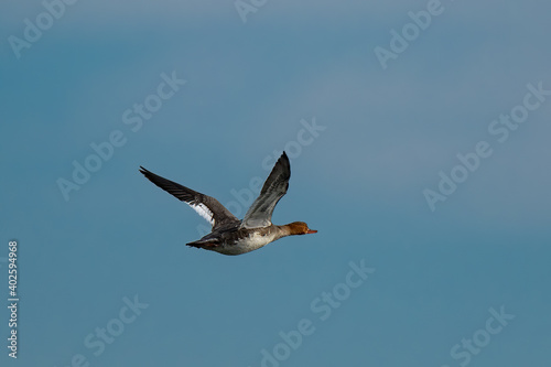 common merganser flying over water © jgorzynik