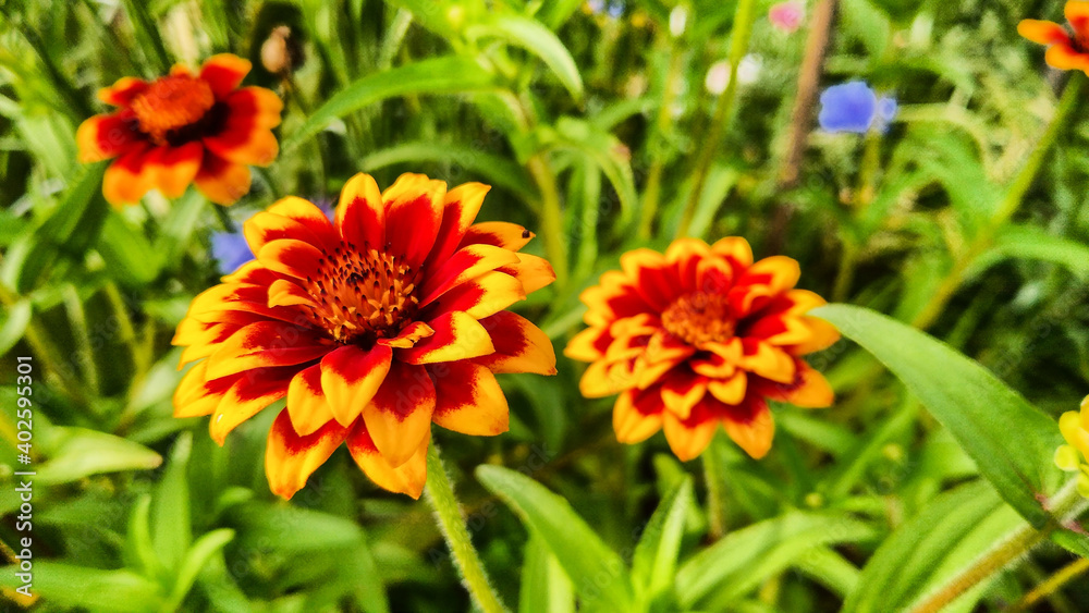 Garden flowers with green foliage.