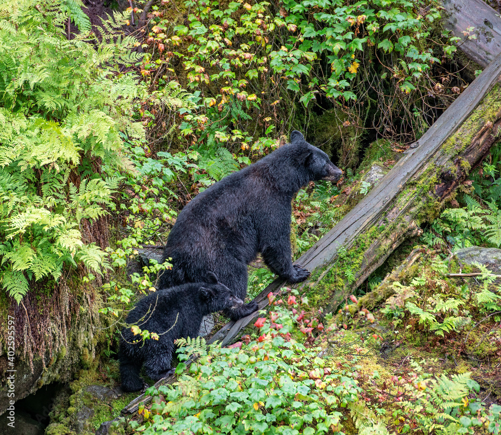 Mama Bear and Cub on Log, Anan Creek, Alaska