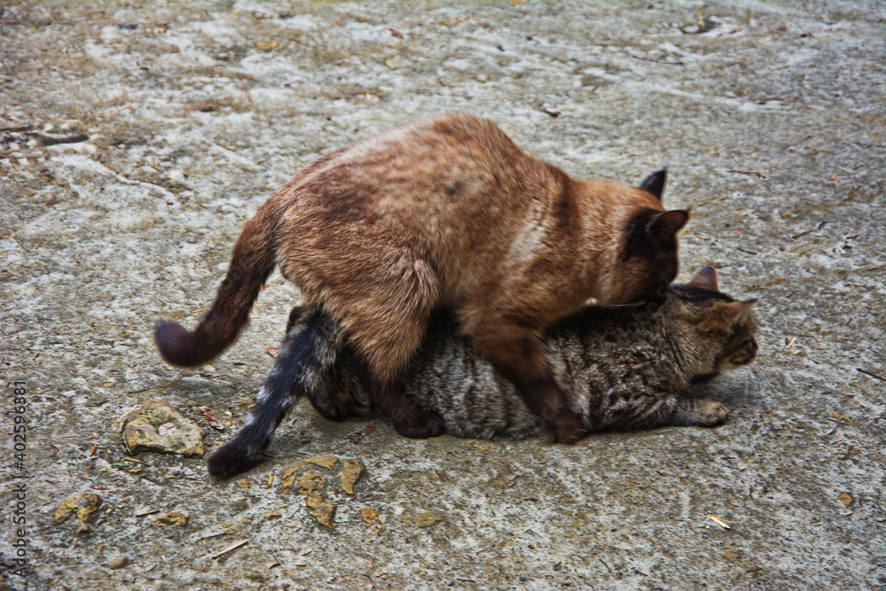 Adult cats mate engaged in sexual intercourse outdoor. Stock Photo
