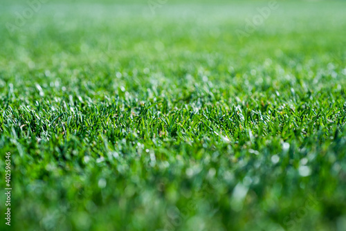 green grass background, selective focus. lawn for training football pitch