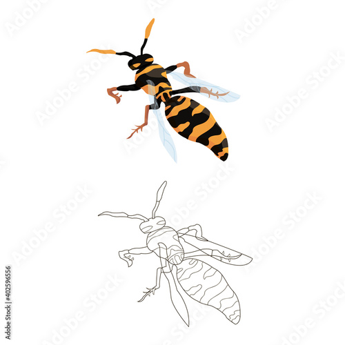 wasp in two versions: color and black and white. coloring book for children on the theme of insects and wildlife. vector isolated. line art and cartoon