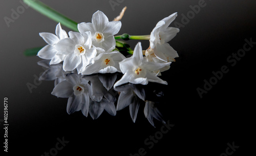 Paperwhite Narcissus Flower Bunch in Round Glass Vase Background Variations photo