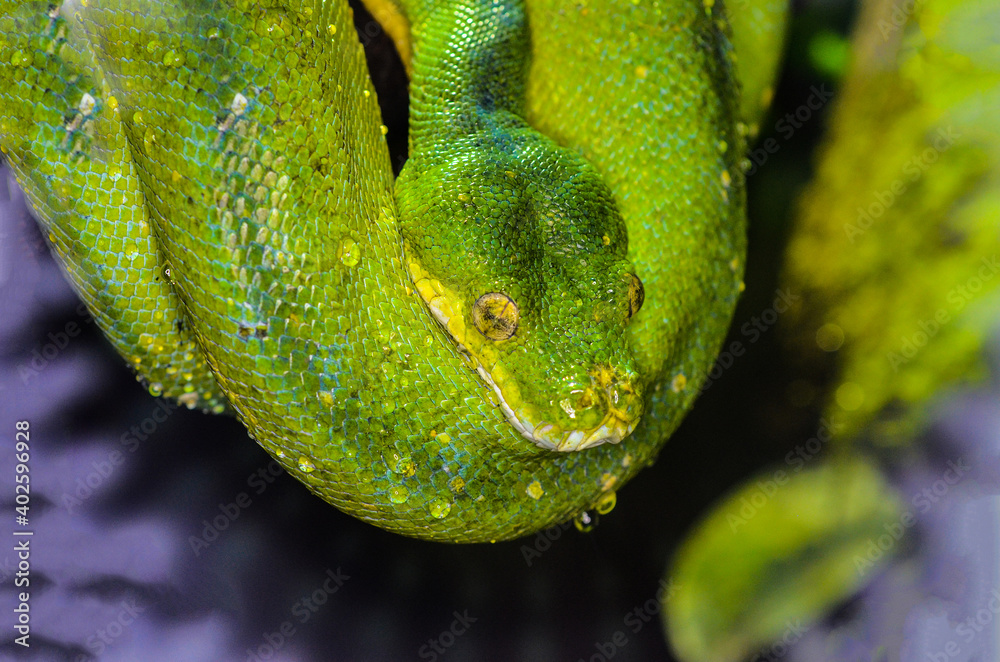 big green poisonous snake on a tree trunk big green poisonous snake on a tree trunk