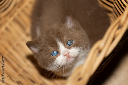 Britisch Kurzhaar Kitten Odd eyed extrem selten und hübsch © Wabi-Sabi Fotografie