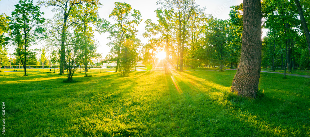 Naklejka premium Dawn in the park. Young lush green grass and warm sunbeams.