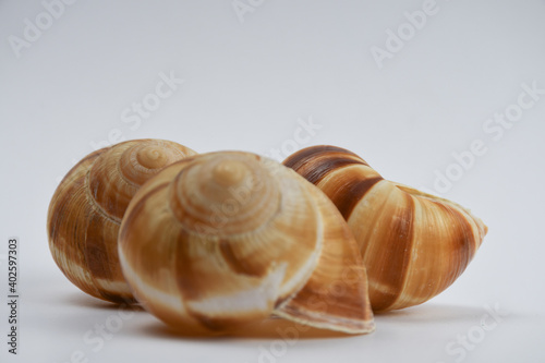 Brown snail shells on white background.