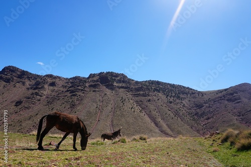 donkeys in the mountains