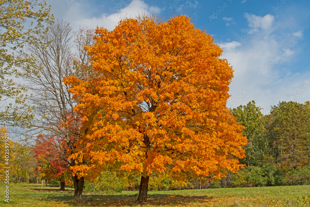 Maple Tree in Full Fall Colors