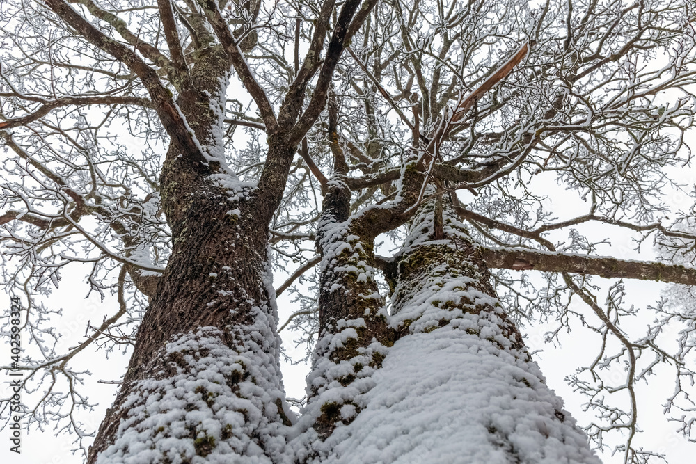 Winter forest. Northern nature. Winter. Bottom up view. Winter forest. Northern nature. Winter. Bottom up view.