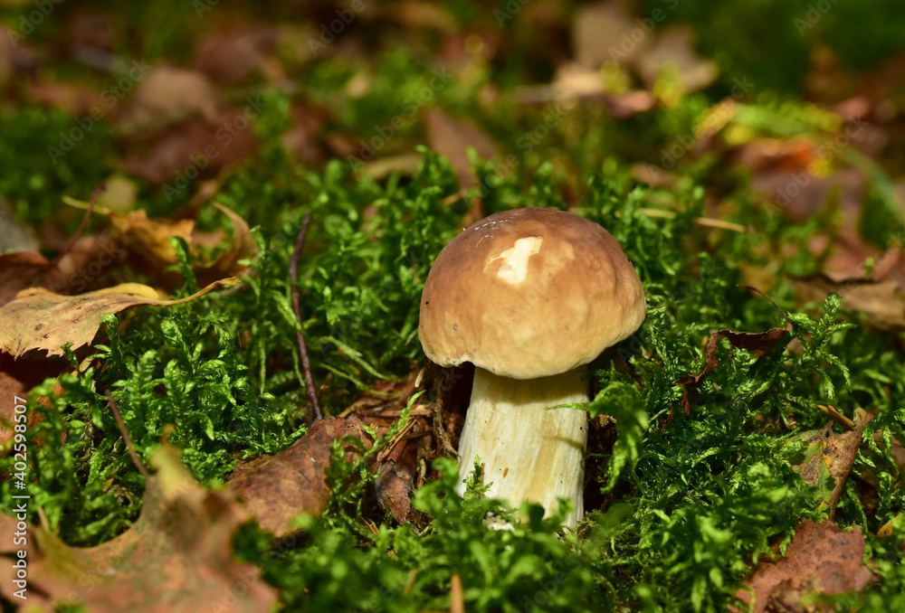 White mushroom in the forest against the background of green vegetation. Awesome boletus grows in wildlife. Porcini bolete mushrooms. Season for picked gourmet mushrooming. White mushroom in the forest against the background of green vegetation. Awesome boletus grows in wildlife. Porcini bolete mushrooms. Season for picked gourmet mushrooming.