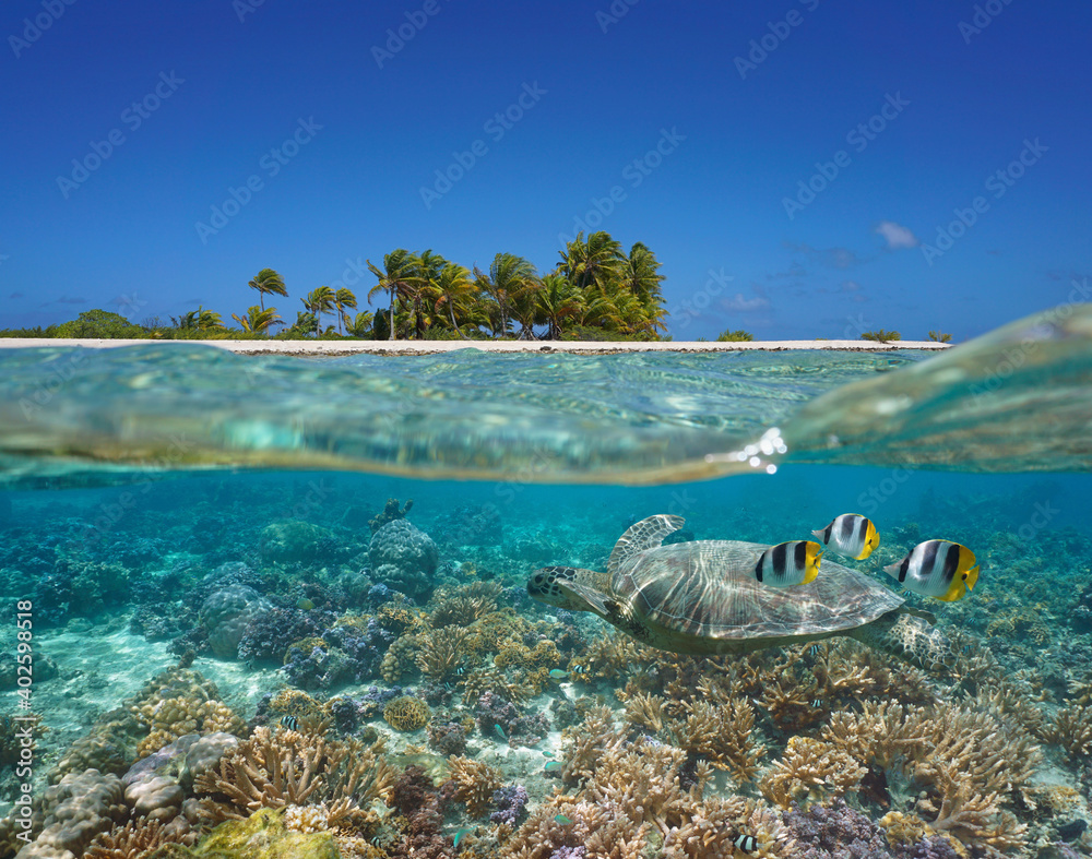 Tropical seascape over and under water, island coastline and coral reef with turtle and fish underwater, Pacific ocean, French Polynesia, Oceania - obrazy, fototapety, plakaty 