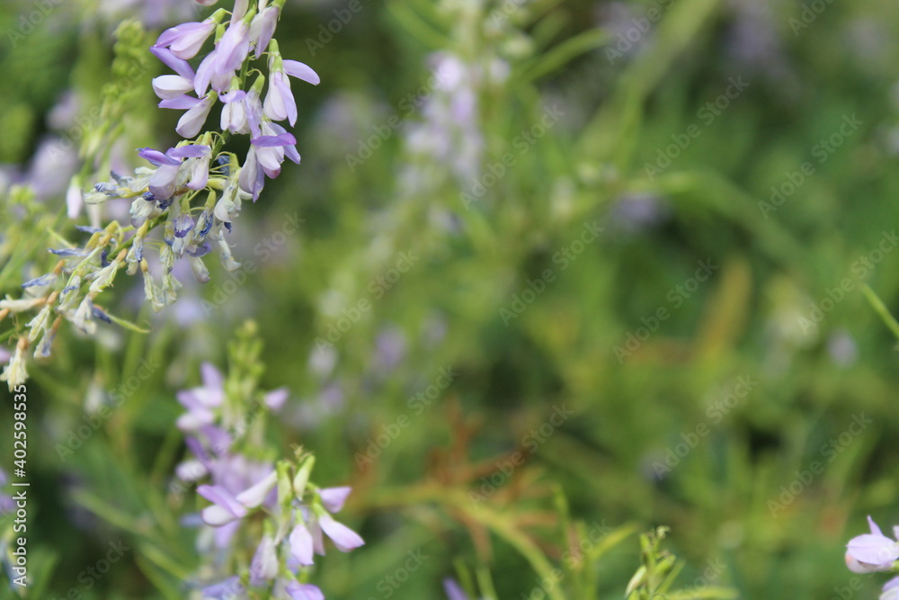 Flower Flower