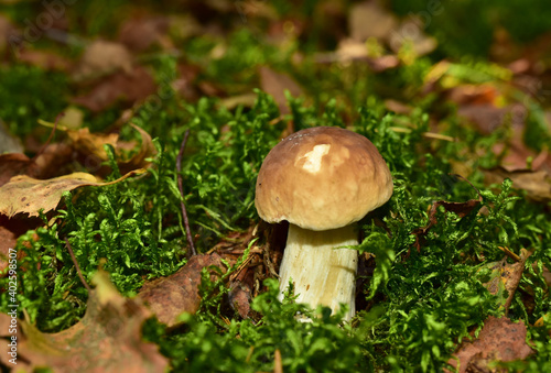 White mushroom in the forest against the background of green vegetation. Awesome boletus grows in wildlife. Porcini bolete mushrooms. Season for picked gourmet mushrooming. © MaxSafaniuk