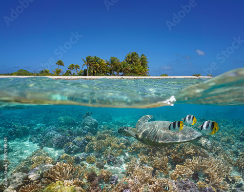 Tropical seascape over and under water, island coastline and coral reef with turtle and fish underwater, Pacific ocean, French Polynesia, Oceania photo