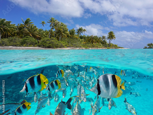 Fotografiet Tropical seascape over and under water, island coastline and group of fish under