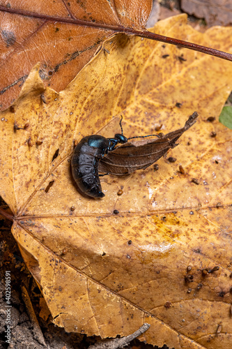 oil beetle in the fall leaf litter