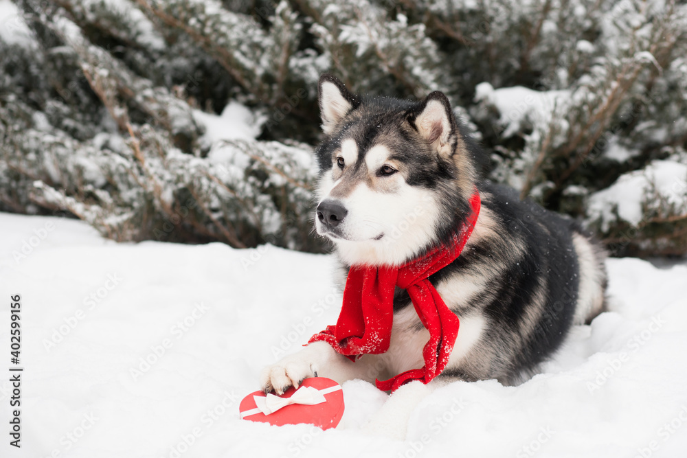 young alaskan malamute in red scarf with heart gift box. Valentine day. Dog young alaskan malamute in red scarf with heart gift box. Valentine day. Dog
