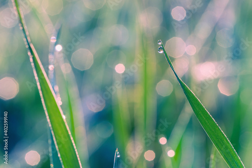 Tableau sur toile Close up of dew drop on grass over defocused background