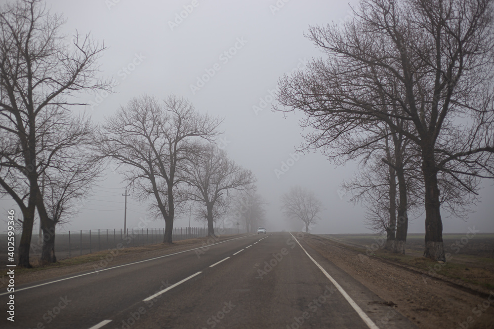 trees without leaves in the autumn in the fog by the road along which the car is driving in the distance. Dramatic mysterious landscape. trees without leaves in the autumn in the fog by the road along which the car is driving in the distance. Dramatic mysterious landscape.