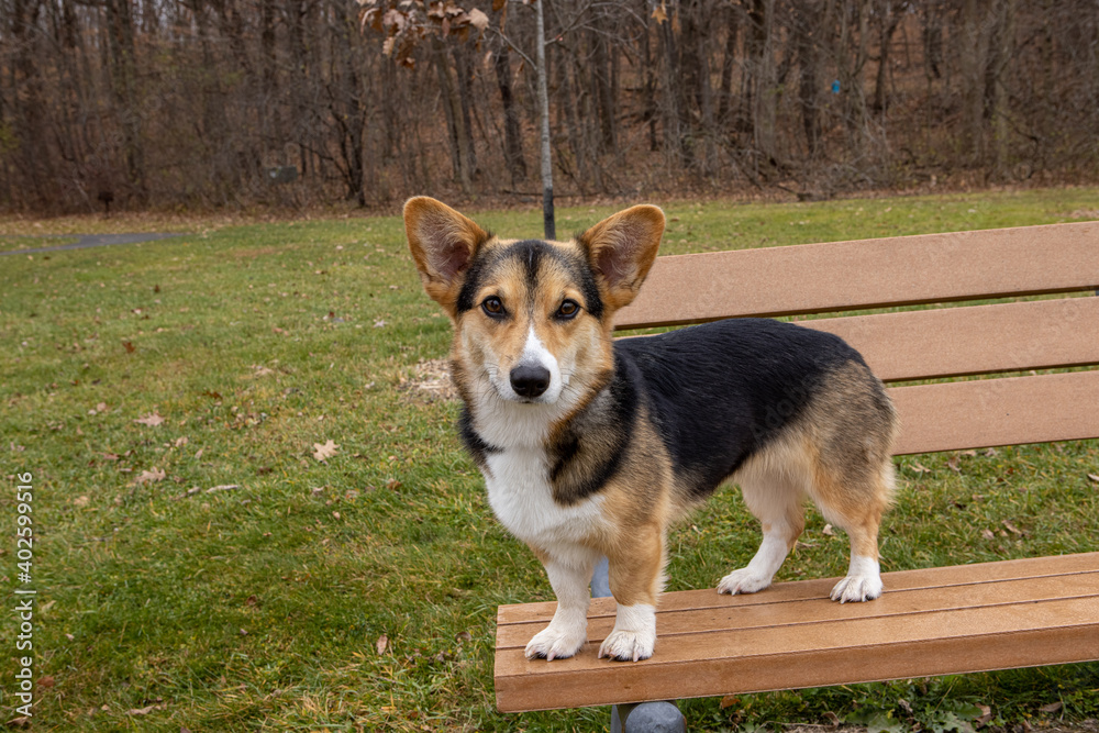 corgi in a park in the fall corgi in a park in the fall