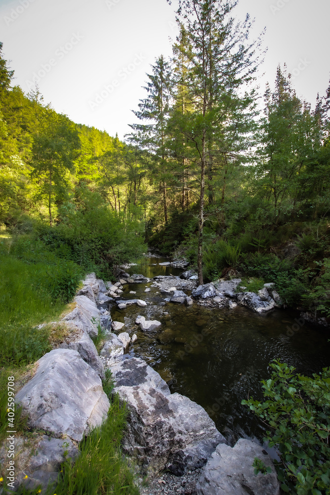 mountain river in the forest