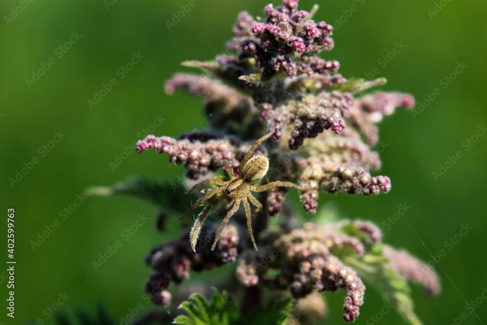 bee on a flower bee on a flower