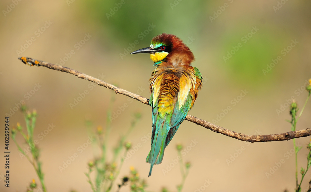 Fototapeta premium abejaruco con bonitos colores