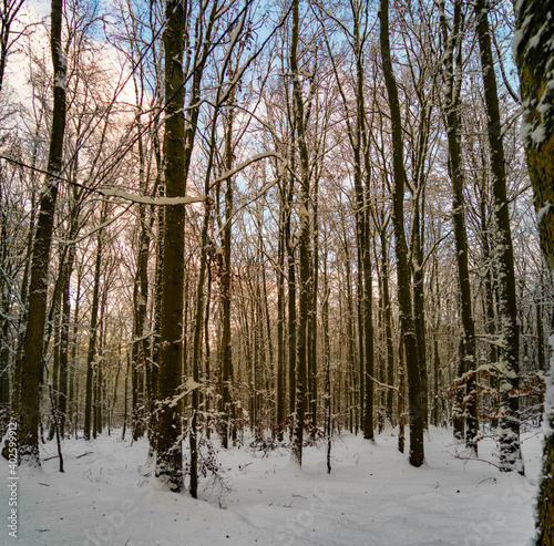Wald Winterlandschaft
