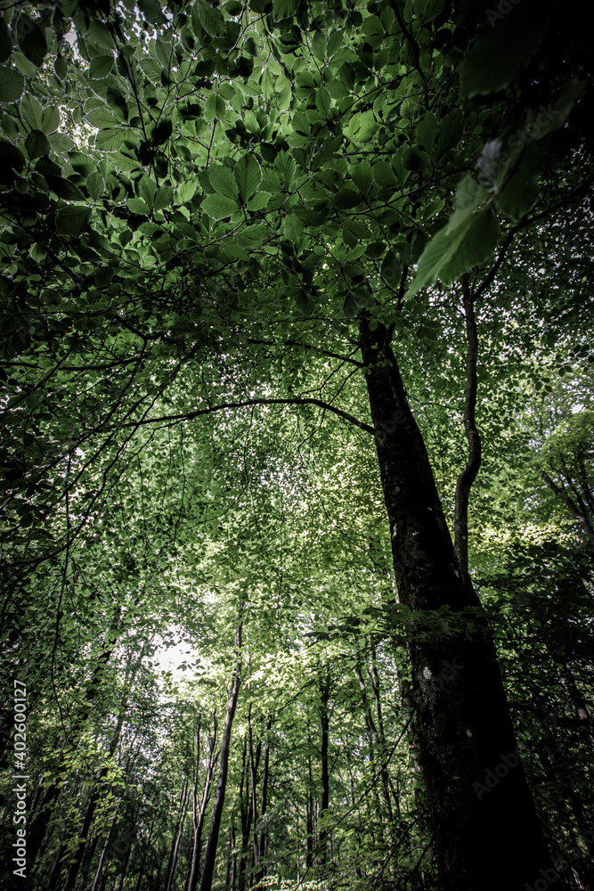 Obraz premium trees in the forest