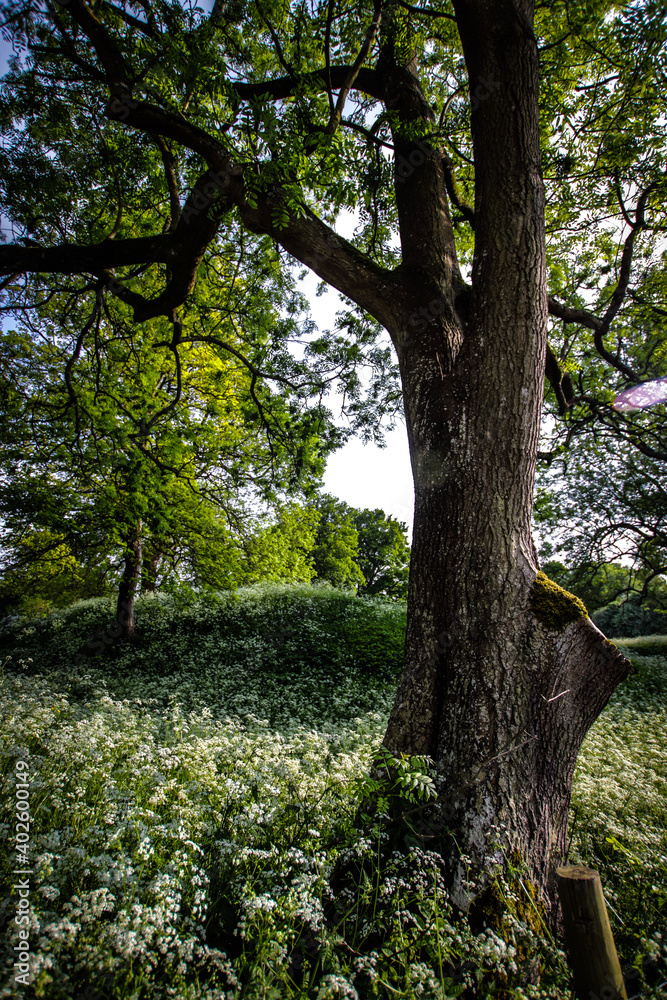 trees in the park