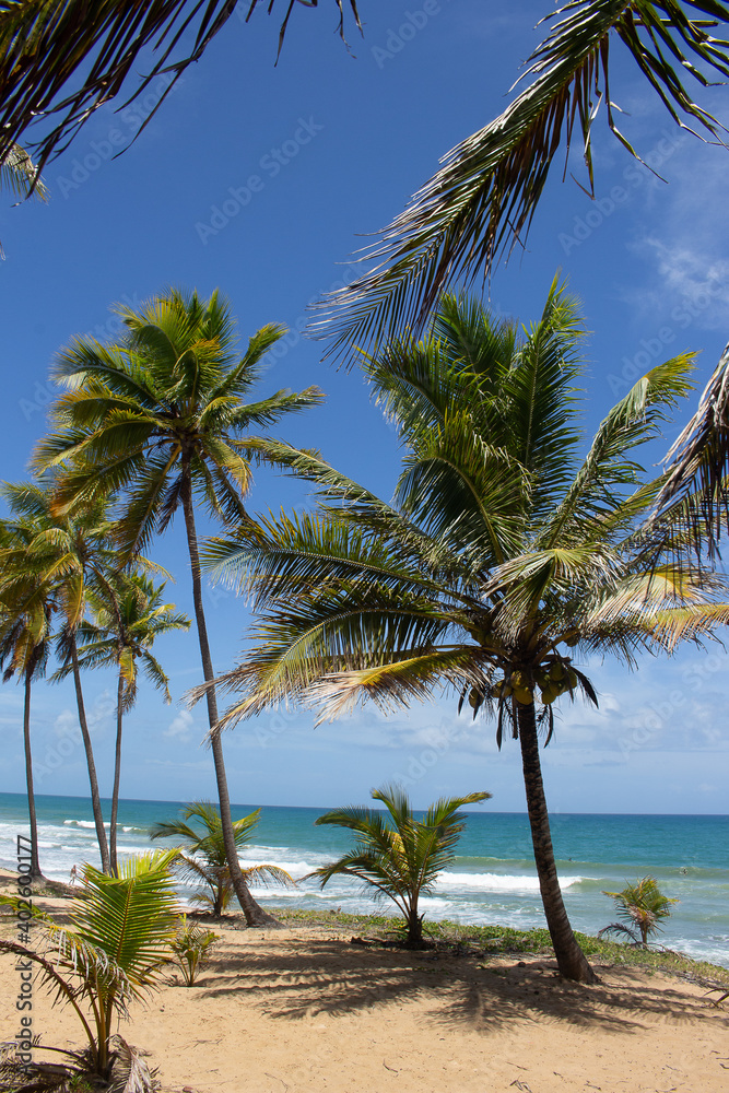 stunning landscape in front of the beach full of coconut trees