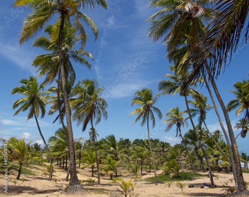stunning landscape full of coconut trees in a sunny day with a blue sky