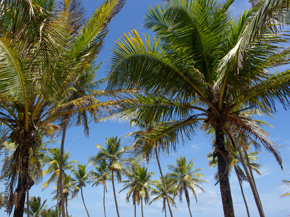 stunning landscape full of coconut trees