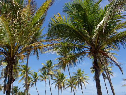 stunning landscape full of coconut trees