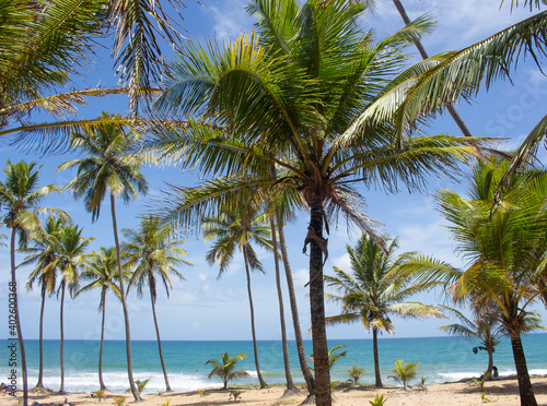 stunning landscape in front of the beach full of coconut trees © Patricia Fragoso