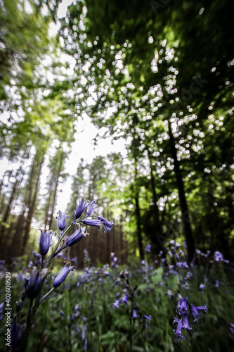 bluebells in the forest