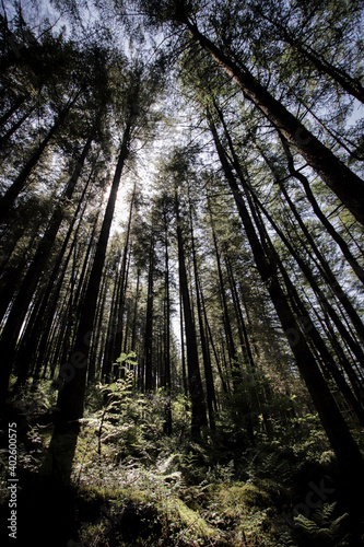 forest in the morning