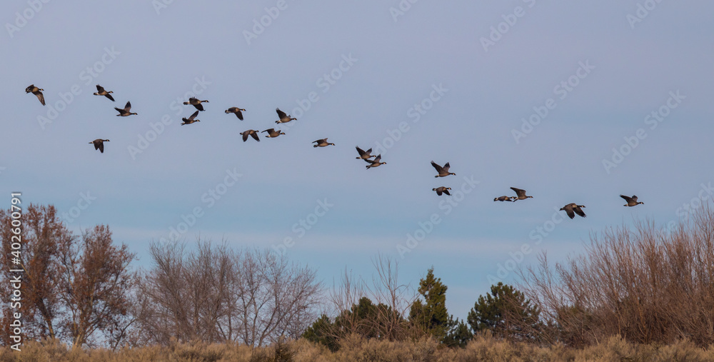 Flock of Canada Geese Landing Against a Grey-Blue Evening Sky Flock of Canada Geese Landing Against a Grey-Blue Evening Sky