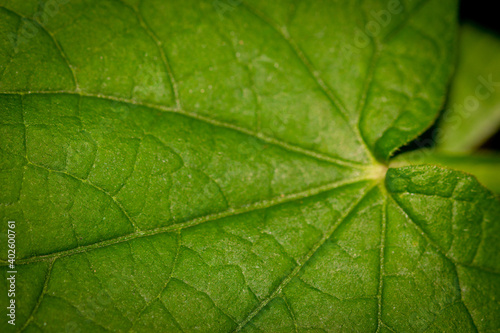 Macro sur les nervures d'une feuille verte